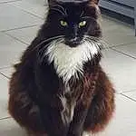 Chat, Carnivore, Felidae, Small To Medium-sized Cats, Iris, Moustaches, Museau, Queue, Comfort, British Longhair, Tile Flooring, Terrestrial Animal, Griffe, Poil, Patte, Assis, Foot, Domestic Short-haired Cat, Formal Wear