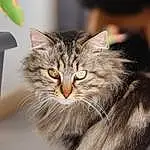 Chat, Felidae, Carnivore, Small To Medium-sized Cats, Moustaches, Museau, Maine Coon, Close-up, Poil, Plante, Domestic Short-haired Cat, Terrestrial Animal, Norvégien, Griffe, British Longhair