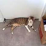 Chat, Felidae, Carnivore, Bois, Small To Medium-sized Cats, Moustaches, Terrestrial Animal, Queue, Shipping Box, Hardwood, Carton, Comfort, Domestic Short-haired Cat, Box, Poil, Patte, Packaging And Labeling, Room
