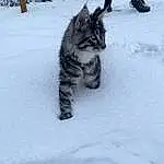 Neige, Felidae, Carnivore, Chat, Race de chien, Small To Medium-sized Cats, Moustaches, Freezing, Automotive Tire, Museau, Queue, Hiver, Arbre, Recreation, Canidae, Poil, Domestic Short-haired Cat