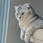 Yeux, FenÃªtre, Chat, Felidae, Carnivore, Small To Medium-sized Cats, Faon, Moustaches, Queue, Museau, Scottish Fold, Door, Bois, Domestic Short-haired Cat, Poil, Terrestrial Animal, Art, House, Griffe, Curtain