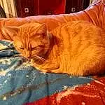 Chat, Comfort, Carnivore, Bois, Orange, Textile, Felidae, Moustaches, Faon, Small To Medium-sized Cats, Museau, Queue, Linens, Hardwood, Domestic Short-haired Cat, Poil, Room, Griffe, Sieste