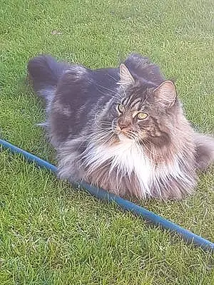 Maine Coon Chat Ruby