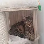 Chat, Meubles, Felidae, Comfort, Bois, Carnivore, Small To Medium-sized Cats, Cat Supply, Moustaches, Interior Design, Grey, Pet Supply, Faon, Shelf, Hardwood, Queue, Room