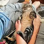 Chat, Comfort, Carnivore, Felidae, Thigh, Faon, Wrist, Small To Medium-sized Cats, Nail, Human Leg, Elbow, Moustaches, Temporary Tattoo, Tattoo, Tattoo Artist, Thumb, Lap, Patte, Domestic Short-haired Cat, Poil