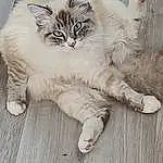 Chat, Carnivore, Felidae, Bois, Plante, Faon, Small To Medium-sized Cats, Moustaches, Comfort, Queue, Poil, Hardwood, Patte, Foot, Domestic Short-haired Cat, Griffe, Terrestrial Animal, British Longhair, Plank
