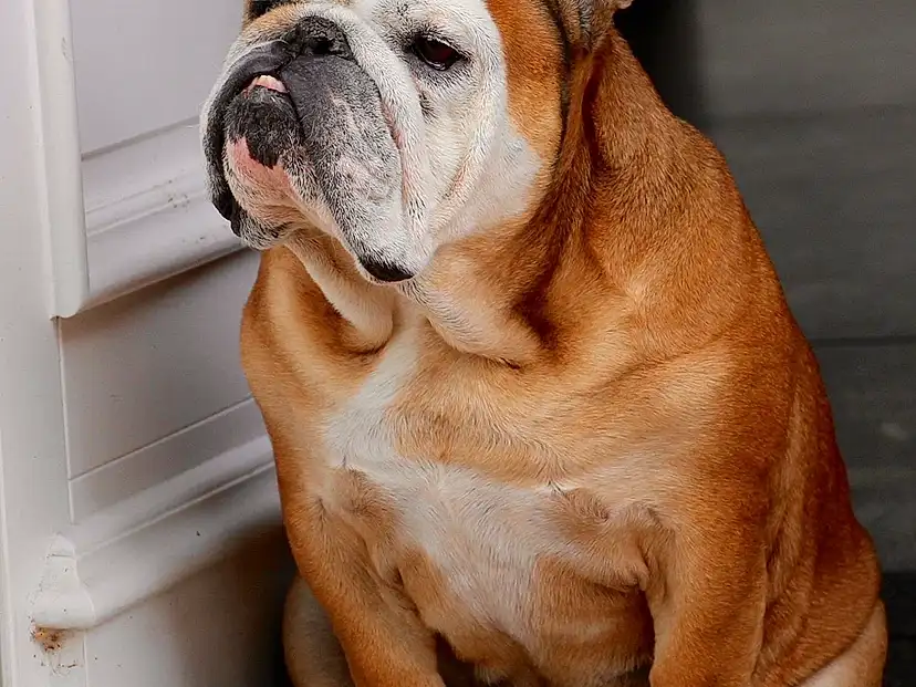 Chien, Bulldog, Race de chien, Carnivore, FenÃªtre, Chien de compagnie, Faon, Wrinkle, Museau, Terrestrial Animal, Canidae, Bois, Working Animal, White English Bulldog, Non-sporting Group, Old English Bulldog, Comfort, Working Dog, Ancient Dog Breeds