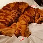 Brown, Chat, Felidae, Comfort, Carnivore, Small To Medium-sized Cats, Orange, Moustaches, Faon, Museau, Poil, Domestic Short-haired Cat, Queue, Griffe, Patte, Sieste, Linens, Bed, Sleep