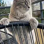 Chat, Felidae, Carnivore, Pet Supply, Small To Medium-sized Cats, Moustaches, Faon, FenÃªtre, Museau, Bois, Queue, Terrestrial Animal, Poil, Metal, Ciel, Animal Shelter, Cage, Arbre, Domestic Short-haired Cat, Fence