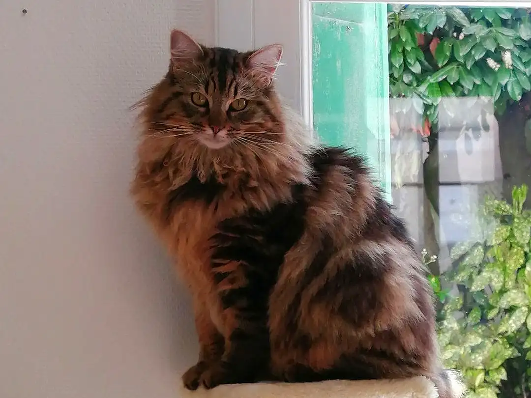 Chat, Plante, Carnivore, Felidae, FenÃªtre, Small To Medium-sized Cats, Moustaches, Faon, Bois, Museau, Maine Coon, Queue, Poil, Terrestrial Animal, British Longhair, Domestic Short-haired Cat, Box