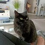 Chat, Plante, Comfort, Felidae, Carnivore, Small To Medium-sized Cats, Grey, Television, Moustaches, Door, Houseplant, Entertainment Center, Cabinetry, Television Set, Home Appliance, Poil, Queue, Domestic Short-haired Cat, Led-backlit Lcd Display