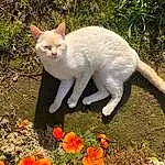 Plante, Chat, Botany, Leaf, Felidae, Gesture, Carnivore, Biome, Faon, Herbe, Fleur, Groundcover, Small To Medium-sized Cats, Moustaches, Arbre, Queue, Museau, Domestic Short-haired Cat, Terrestrial Animal, Poil