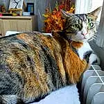 Chat, Fenêtre, Felidae, Carnivore, Small To Medium-sized Cats, Moustaches, Houseplant, Comfort, Museau, Queue, Cabinetry, Poil, Domestic Short-haired Cat, Picture Frame, Terrestrial Animal, Assis, Window Blind, Chest Of Drawers, Drawer, Flowerpot