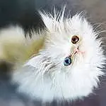 Chat, Felidae, Carnivore, Small To Medium-sized Cats, Moustaches, Museau, Poil, Fashion Accessory, Macro Photography, British Longhair, Ciel, Patte, Marine Invertebrates, Symmetry