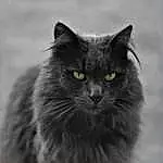 Chat, Felidae, Carnivore, Small To Medium-sized Cats, Grey, Moustaches, Museau, Close-up, Noir & Blanc, Poil, Monochrome, Terrestrial Animal, British Longhair