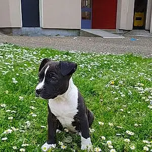 Tyson American Staffordshire Terrier