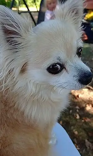 Nom Chihuahua Chien Ina