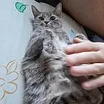 Chat, Carnivore, Felidae, Grey, Small To Medium-sized Cats, Moustaches, Queue, Museau, Domestic Short-haired Cat, Poil, Patte, Nail, Griffe, Pattern, Comfort