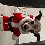 Dog Supply, Carnivore, Chien, Race de chien, Collar, Dog Clothes, Faon, Working Animal, Chien de compagnie, Pet Supply, Museau, Stuffed Toy, Santa Claus, Peluches, Costume Hat, Carmine, Poil, Queue, Fictional Character, Event