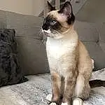 Chat, Siamois, Yeux, Felidae, Carnivore, Small To Medium-sized Cats, Iris, Moustaches, Faon, Museau, Comfort, Couch, Queue, Thai, Poil, Domestic Short-haired Cat, Assis, SacrÃ© de Birmanie, Patte