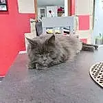 Chat, Felidae, Carnivore, Small To Medium-sized Cats, Grey, Bleu russe, Moustaches, Museau, FenÃªtre, Queue, Poil, Picture Frame, Domestic Short-haired Cat, Shelf, Shelving, British Longhair