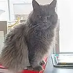Chat, Laptop, FenÃªtre, Felidae, Carnivore, Grey, Small To Medium-sized Cats, Moustaches, Museau, Queue, Personal Computer, Comfort, British Longhair, Poil, Domestic Short-haired Cat, Computer, Box, Patte, Terrestrial Animal