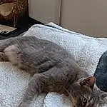 Chat, Comfort, Carnivore, Felidae, Grey, Small To Medium-sized Cats, Faon, Moustaches, Queue, Poil, Domestic Short-haired Cat, Chats noirs, Bois, Bleu russe, Griffe, Patte, Linens, Sieste, Chartreux