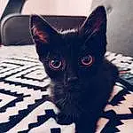 Chat, Felidae, Carnivore, Iris, Moustaches, Small To Medium-sized Cats, Museau, Tints And Shades, Chats noirs, Domestic Short-haired Cat, Comfort, Poil, Electric Blue, Bombay, Carmine, Pattern, Queue, Patte, Terrestrial Animal