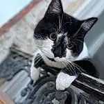 Yeux, Chat, Felidae, Grey, Carnivore, Small To Medium-sized Cats, Moustaches, Museau, Domestic Short-haired Cat, Poil, Noir & Blanc, Monochrome, Pet Supply, Metal