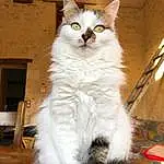 Chat, Felidae, Carnivore, Small To Medium-sized Cats, Moustaches, Iris, Museau, Queue, Poil, FenÃªtre, Domestic Short-haired Cat, Event, Hardwood, Patte, Terrestrial Animal