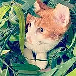 Chat, Yeux, Plante, Azure, Branch, Felidae, Iris, Carnivore, Herbe, Moustaches, Faon, Small To Medium-sized Cats, Museau, Arbre, Electric Blue, Holiday, Domestic Short-haired Cat, Poil, Happy