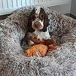 Chien, Race de chien, Carnivore, Comfort, Working Animal, Liver, Chien de compagnie, Faon, Dog Supply, Museau, Pet Supply, Dog Bed, Canidae, Bored, Terrestrial Animal, Poil, Gun Dog, Wicker, Patte