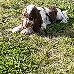 Chien, Plante, Herbe, Carnivore, Faon, Felidae, Race de chien, Chien de compagnie, Épagneul, Small To Medium-sized Cats, Groundcover, Queue, Terrestrial Animal, Cavalier King Charles Spaniel, Terrier, Canidae, Pointing Breed, People In Nature, Soil