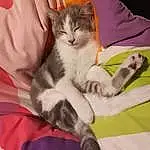 Chat, Comfort, Felidae, Carnivore, Small To Medium-sized Cats, Textile, Moustaches, Faon, Lap, Queue, Poil, Patte, Domestic Short-haired Cat, Griffe, Nail, Sieste, Linens, Sleep