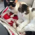 Chat, Comfort, Textile, Felidae, Carnivore, Moustaches, Small To Medium-sized Cats, Linens, Poil, Domestic Short-haired Cat, Queue, Patte, Carmine, Cat Supply, Sieste, Griffe, Pet Supply, Woven Fabric, Thread, Assis