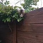 Plante, Bois, Chat, Carnivore, Twig, Herbe, Fence, Home Fencing, Siding, Hardwood, Wood Stain, Ciel, Plank, Roof, Shrub, Queue, Door, Felidae, Groundcover, Outdoor Structure