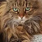 Chat, Felidae, Carnivore, Moustaches, Small To Medium-sized Cats, Faon, Bois, Museau, Terrestrial Animal, Poil, Domestic Short-haired Cat, Maine Coon, Queue, Herbe, Griffe, Patte