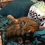 Chat, Felidae, Comfort, Carnivore, Textile, Small To Medium-sized Cats, Faon, Moustaches, Museau, Linens, Shelf, Bookcase, Poil, Domestic Short-haired Cat, Sieste, Queue, Griffe, Sleep, Bedding, Terrestrial Animal