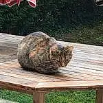 Chat, Plante, Light, Nature, Green, Table, Bois, Carnivore, Herbe, Felidae, Arbre, Outdoor Furniture, Grey, Small To Medium-sized Cats, Moustaches, Faon, Outdoor Bench, Flag