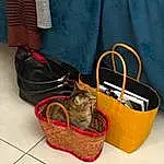 Luggage And Bags, Felidae, Bag, Storage Basket, Carnivore, Basket, Picnic Basket, Small To Medium-sized Cats, Faon, Chat, Pet Supply, Moustaches, Bois, Wicker, Fashion Accessory, Electric Blue, Baggage, Shoulder Bag, Poil