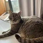 Yeux, Chat, Carnivore, Grey, Small To Medium-sized Cats, Felidae, Moustaches, FenÃªtre, Comfort, Queue, Terrestrial Animal, Museau, Domestic Short-haired Cat, Poil, Cat Supply, Griffe, Assis, Patte, Cat Furniture, Bois