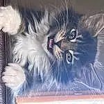 Chat, Felidae, Carnivore, Small To Medium-sized Cats, Moustaches, Iris, Museau, Electric Blue, Poil, Patte, Domestic Short-haired Cat, Maine Coon, Griffe, Natural Material, Foot, Terrestrial Animal, Art, Still Life Photography, Comfort, Darkness