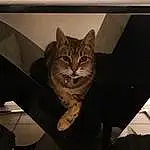 Chat, Bois, Sculpture, Vehicle, Carnivore, Felidae, Door, Tints And Shades, Moustaches, Small To Medium-sized Cats, FenÃªtre, Metal, Domestic Short-haired Cat, Queue, Poil, Big Cats, Ceiling, Statue, Automotive Exterior, Room