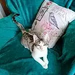 Chat, Azure, Comfort, Green, Textile, Sleeve, Carnivore, Felidae, Moustaches, Small To Medium-sized Cats, Linens, Queue, Bedding, Cat Supply, Domestic Short-haired Cat, Assis, Bed Sheet, Poil, Room, Bed