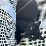 Chat, Felidae, Carnivore, Small To Medium-sized Cats, Grey, Bombay, Moustaches, Line, Museau, Chats noirs, Queue, Grille, Mesh, Herbe, Pattern, Poil, Domestic Short-haired Cat, Animal Shelter, Cage, Terrestrial Animal