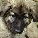 Yeux, Chien, Race de chien, Carnivore, Moustaches, Chien de compagnie, Faon, Museau, Herbe, Terrestrial Animal, Working Animal, Poil, Canidae, Estrela Mountain Dog, Ancient Dog Breeds, Working Dog, Leonberger