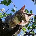 Ciel, Chat, Plante, Felidae, Carnivore, Branch, Twig, Small To Medium-sized Cats, Moustaches, Woody Plant, Arbre, Museau, Queue, Poil, Domestic Short-haired Cat, Trunk, Herbe, Terrestrial Animal, Plant Stem