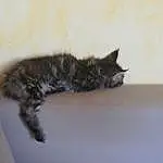 Chat, Carnivore, Grey, Moustaches, Comfort, Felidae, Small To Medium-sized Cats, Queue, Museau, Chats noirs, Patte, Domestic Short-haired Cat, Griffe, Poil, Room, Bed