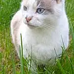 Chat, Plante, Carnivore, Herbe, Felidae, Faon, Arbre, Moustaches, Small To Medium-sized Cats, Groundcover, Museau, Queue, Terrestrial Animal, Domestic Short-haired Cat, Poil, Grassland, Herb, Shrub, Art