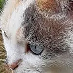 Head, Chat, Yeux, Carnivore, Felidae, Plante, Small To Medium-sized Cats, Moustaches, Faon, Museau, Close-up, Terrestrial Animal, Arbre, Herbe, Domestic Short-haired Cat, Poil, Balinais, Queue